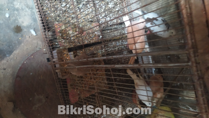 কিছু অস্ট্রেলিয়ান ঘুঘু পাখি,